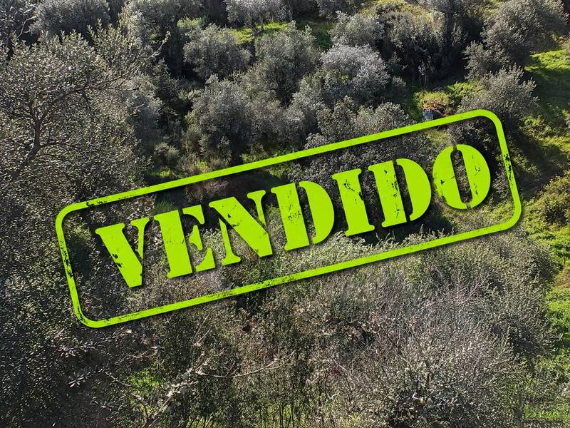 Lote 6